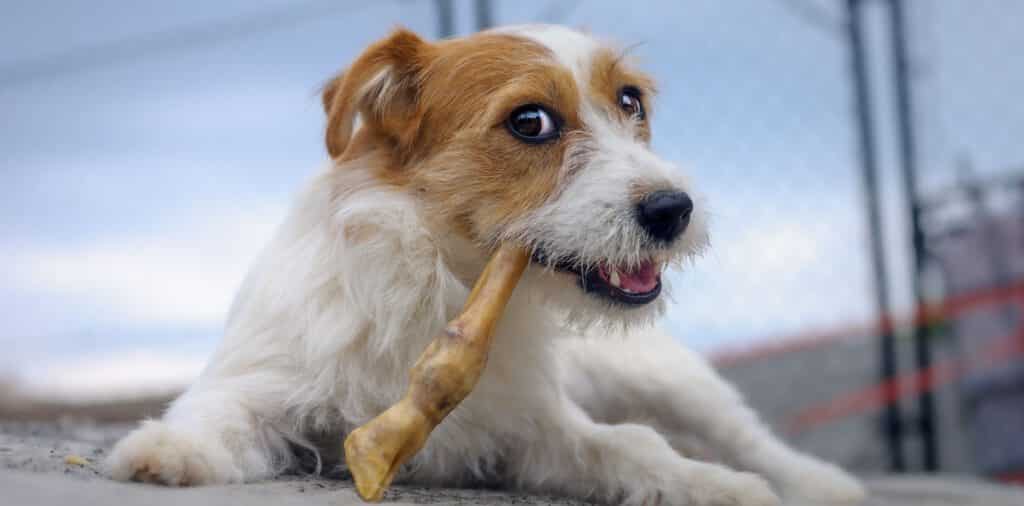 tierversicherung hunde und Katzen