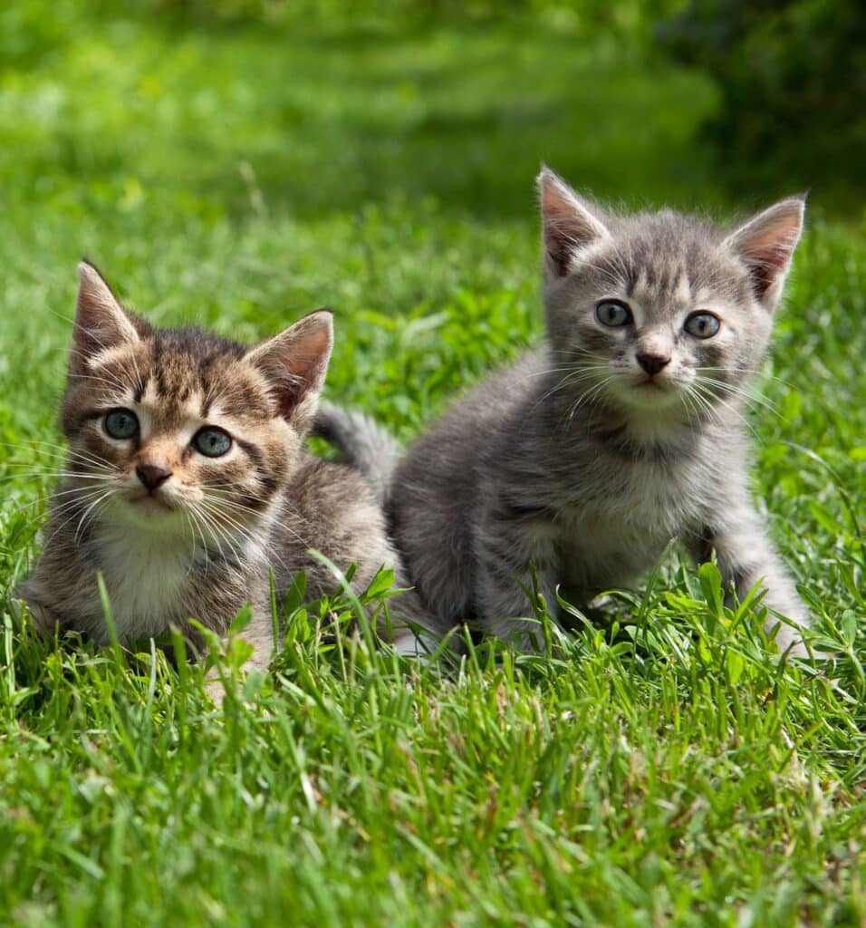 hansemerkur tierversicherung katzenkrankenversicherung