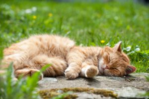 katzenkrankenversicherung hansmerkur abschliessen
