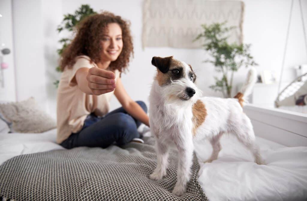 hundehaftpflichtversicherung pflichtversicherung