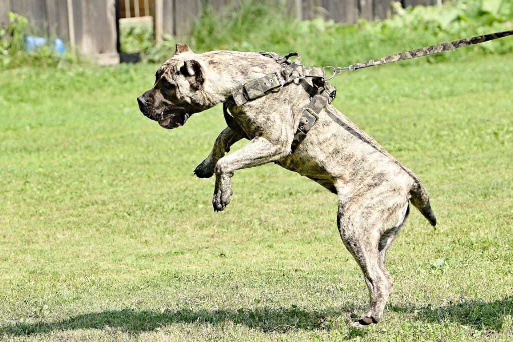 gefaehrliche hunderassen hundehaftpflichtversicherung