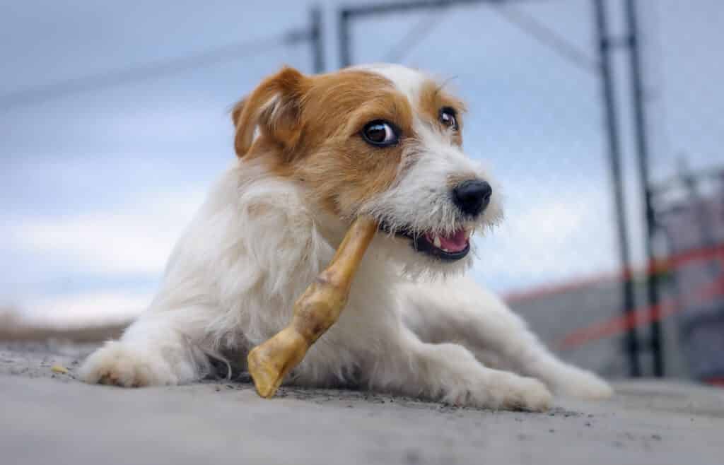 tierversicherung hundehaftpflicht
