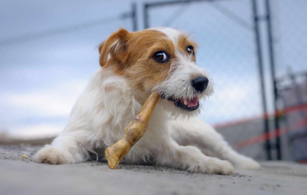 tierversicherung hundehaftpflicht