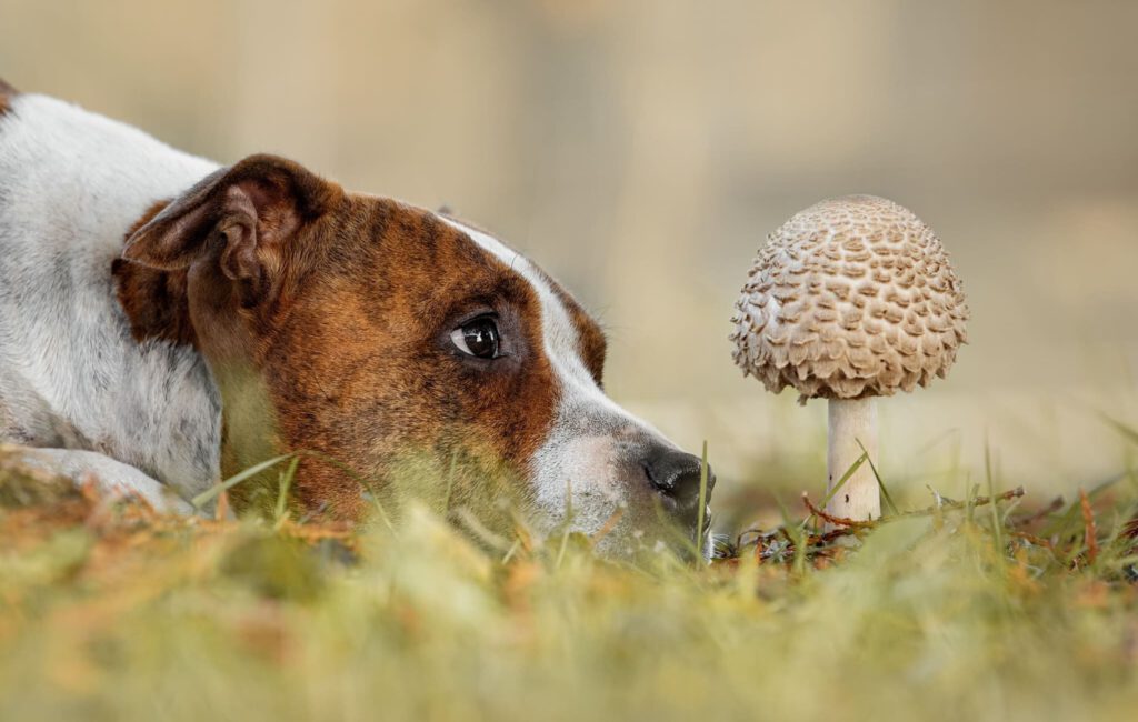 tierkrankenversicherung für hunde