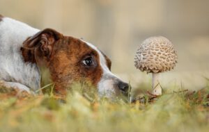 hundekrankenversicherung krankenversicherung für hunde