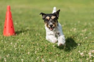 krankenversicherung hund leistungen