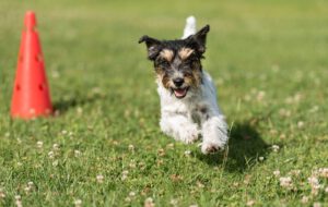 krankenversicherung hund leistungen