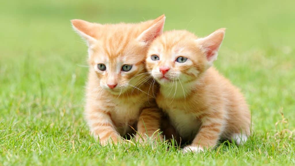 katzen op versicherung vergleichen