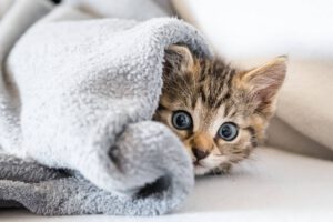 katzenversicherung katzenkrankenversicherung op versicherung