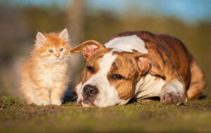 tierversicherung hund und katze