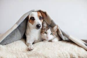 tierversicherung fragen und antworten