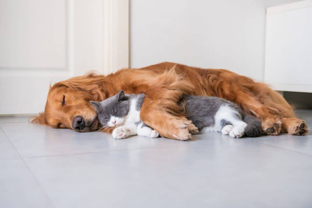 tierversicherung für hund und katze