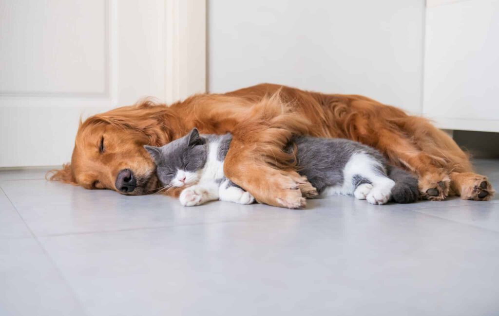 tierversicherung für hund und katze