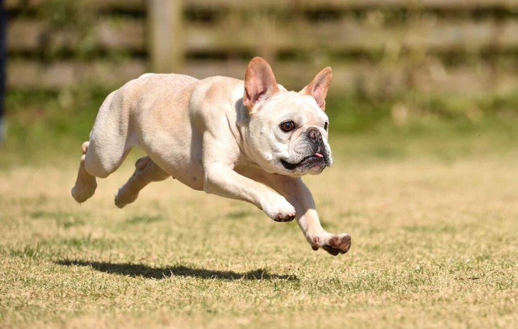 hunde op versicherung abschließen