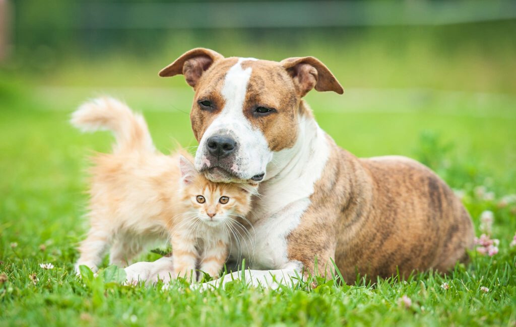 tierversicherung für hunde und katzen