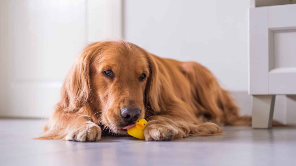 hundeversicherung hundekrankenversicherung