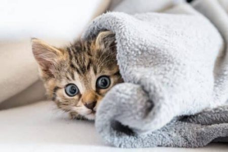 katzenversicherung ab 4,50 EUR