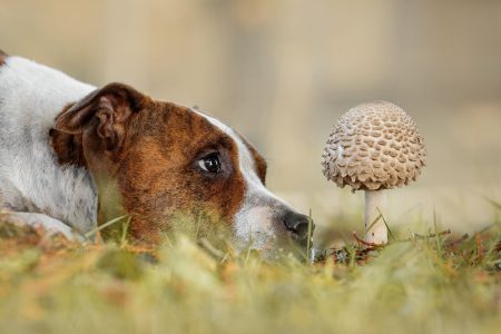 krankenversicherung hund