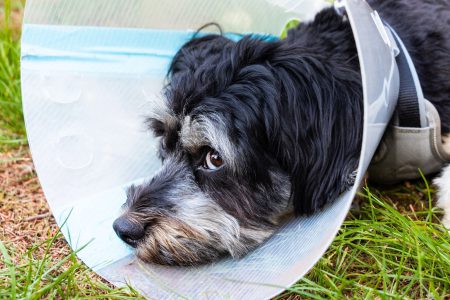 hunde op versicherung