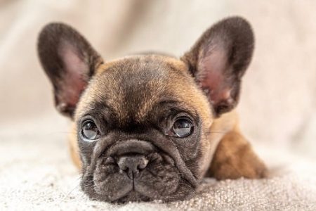 hundeversicherung mops