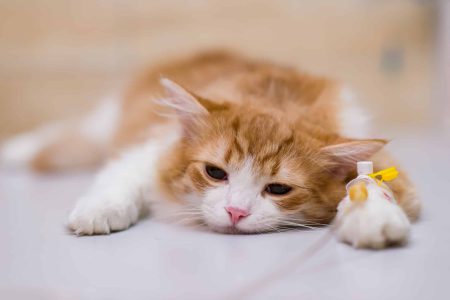 katzen op versicherung