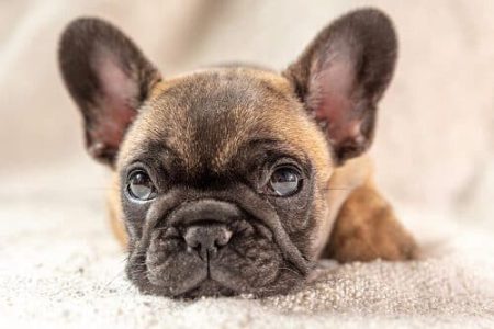 hundekrankenversicherung hansemerkur